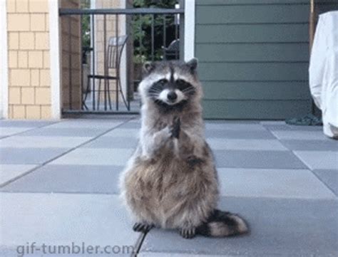 raccoon gifs|family guy raccoon gif.